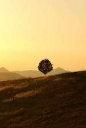 texte alternatif