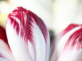 endives