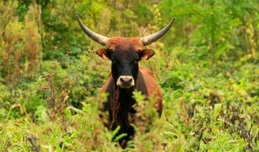 Vache à Eva mouchée