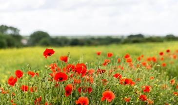 champs de coquelicots