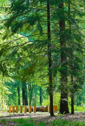 forêt de mormal - arboretum