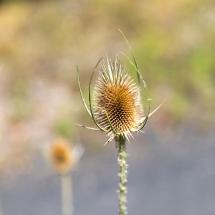 flore