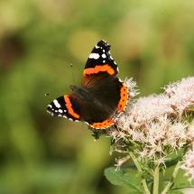 papillon