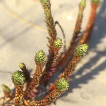 plante dune marchand